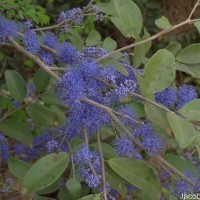 Memecylon umbellatum Burm.f.